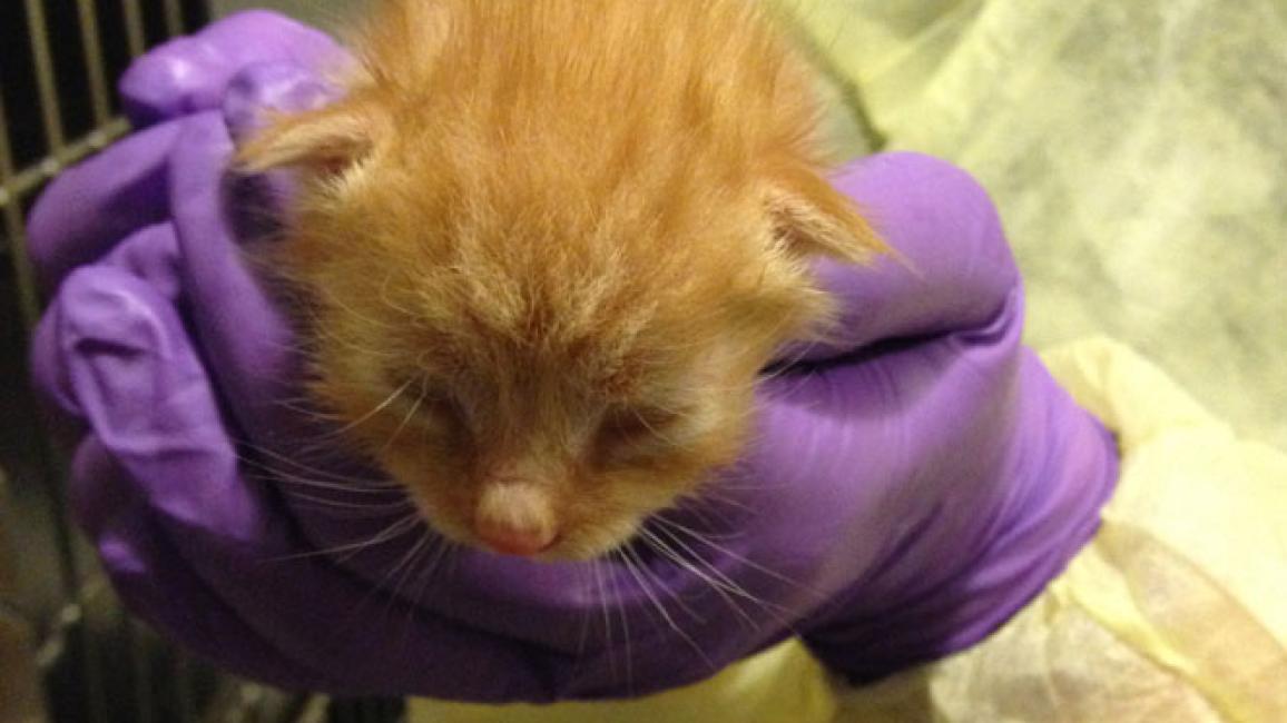 Volunteer holding a kitten