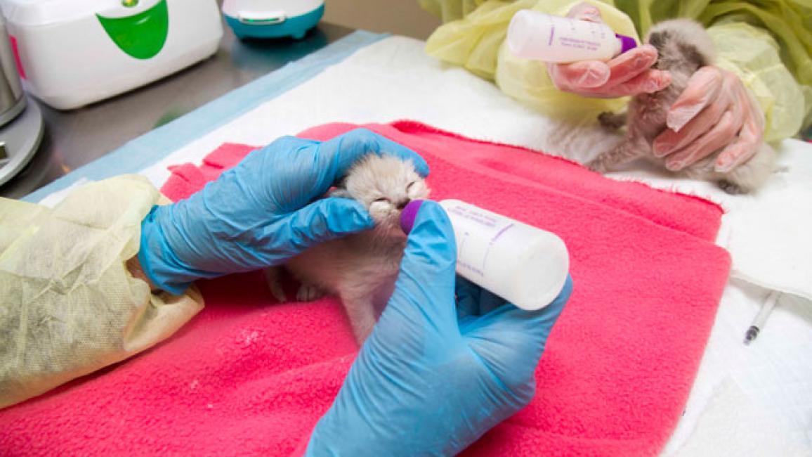 Selenium test image - create