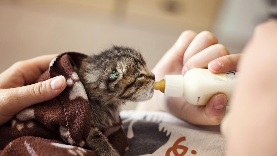 Best Friends Animal Society’s NKLA Initiative Helps LA City Shelters Hit a Record 82.6 Percent Save Rate in 2016