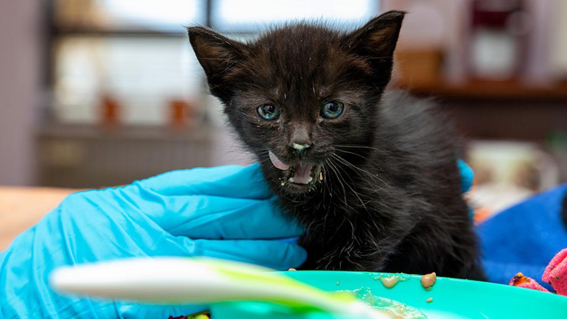 Black kitten with gruel on his mouth with the bowl of food in front of him