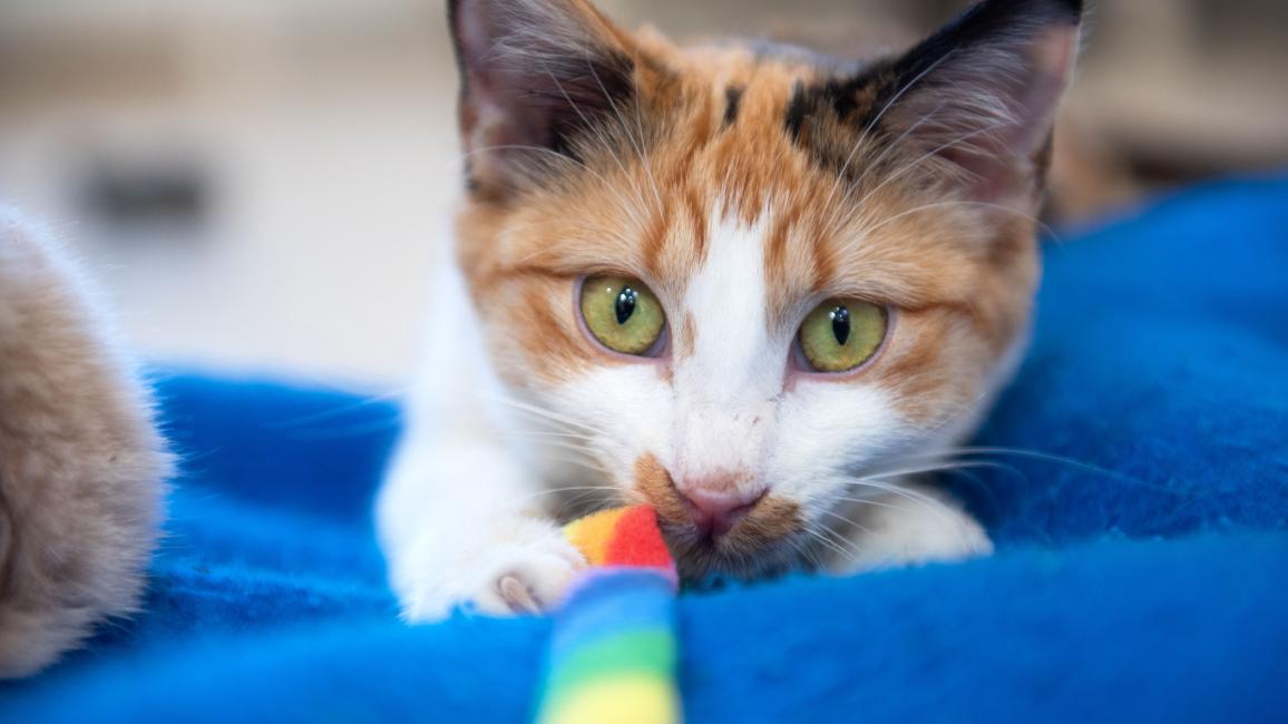 Dolly the calico kitten on a blue blanket playing with a rainbow colored fleece toy