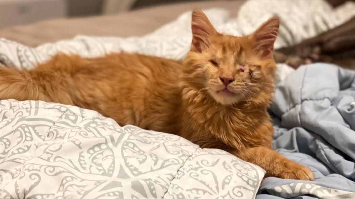 Leon the blind orange tabby kitten lying on a blanket