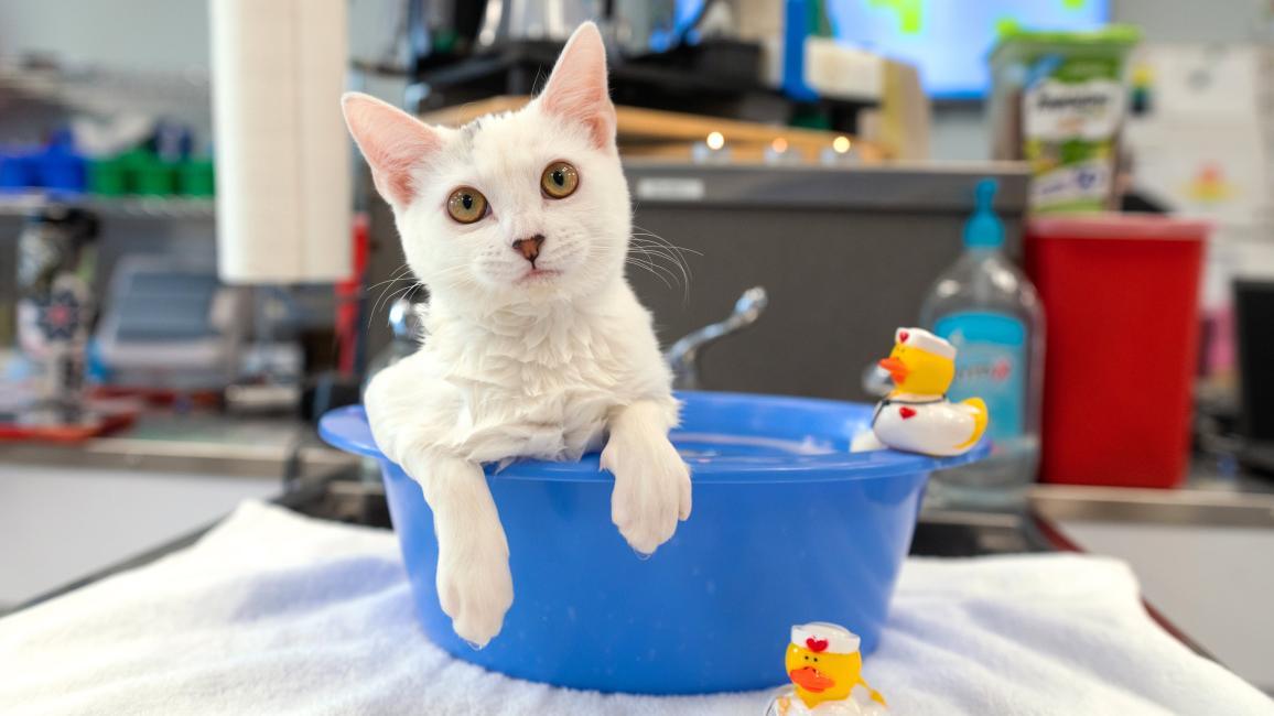 Liv the kitten lying in her medicated bath with some rubber duckies