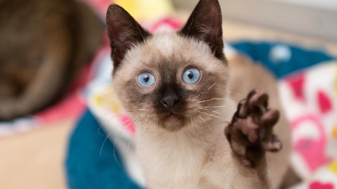 Llama the Siamese kitten with blue eyes and paw up in the air