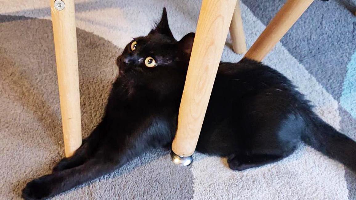 Midnight the kitten lying on the floor under a wooden piece of furniture