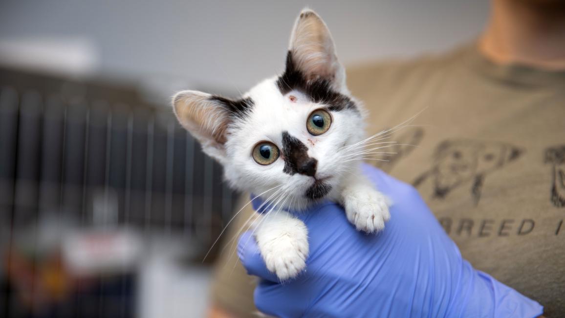 Valentina the black and white kitten being held by gloved hands and you can see wounds on her face