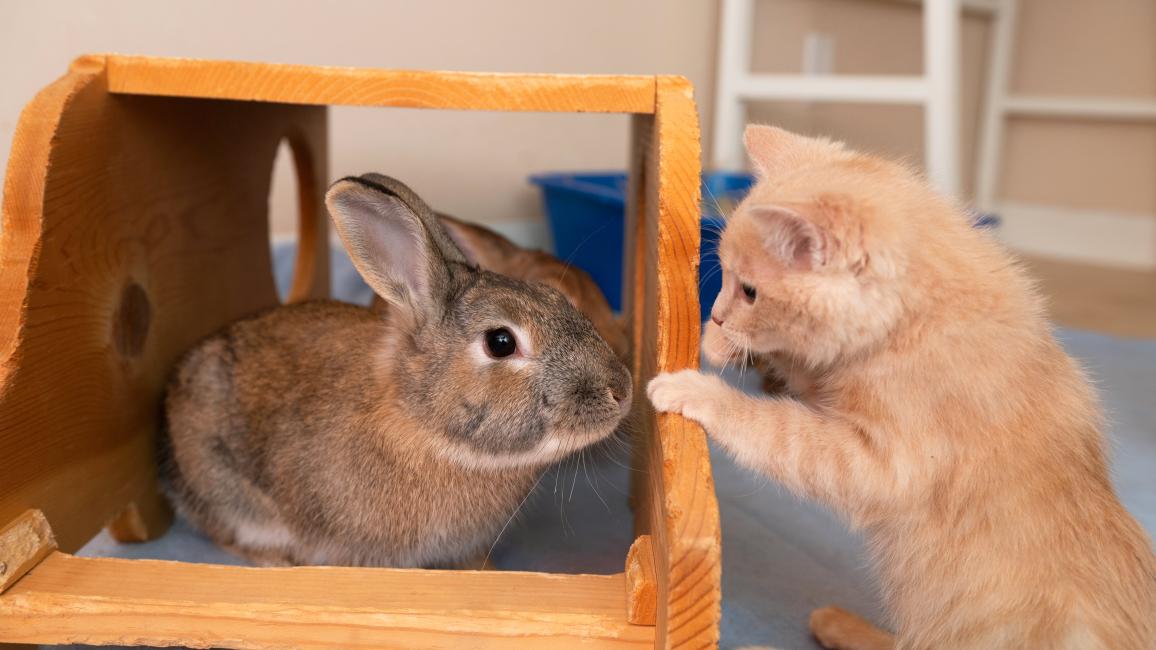 Canelo the kitten playing with Wasabi the rabbit