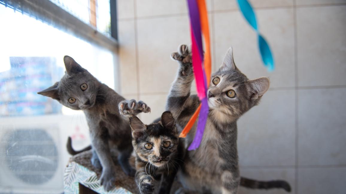 Three kittens playing with a colorful wand toy