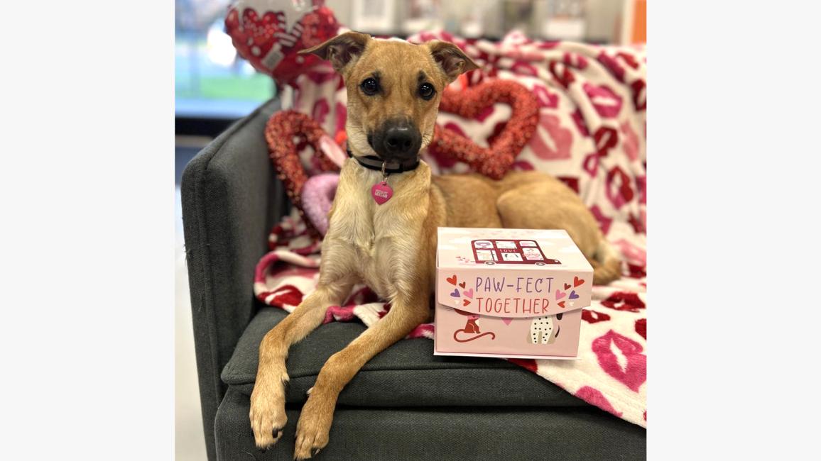 Kookie the dog posing with Valentine's Day props