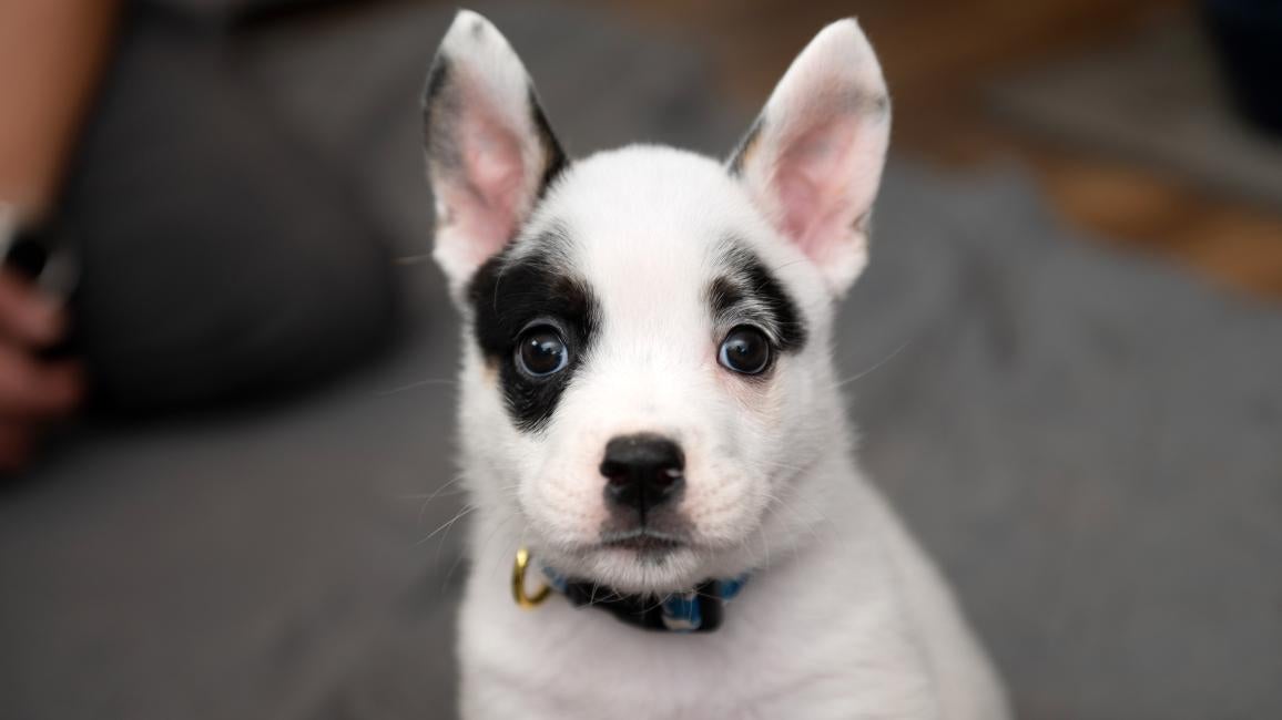 Potato the black and white puppy wearing a collar