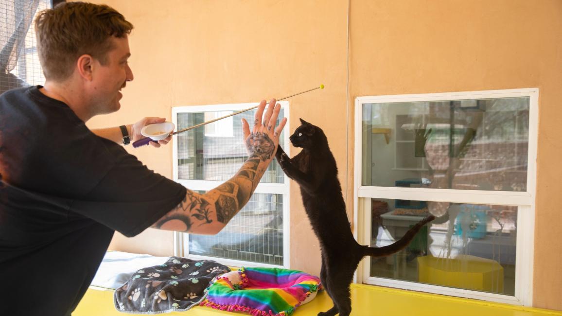 Acadia the cat standing on his hind legs doing a high-five with a person
