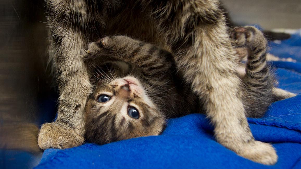 Upside-down tabby kitten under a cat