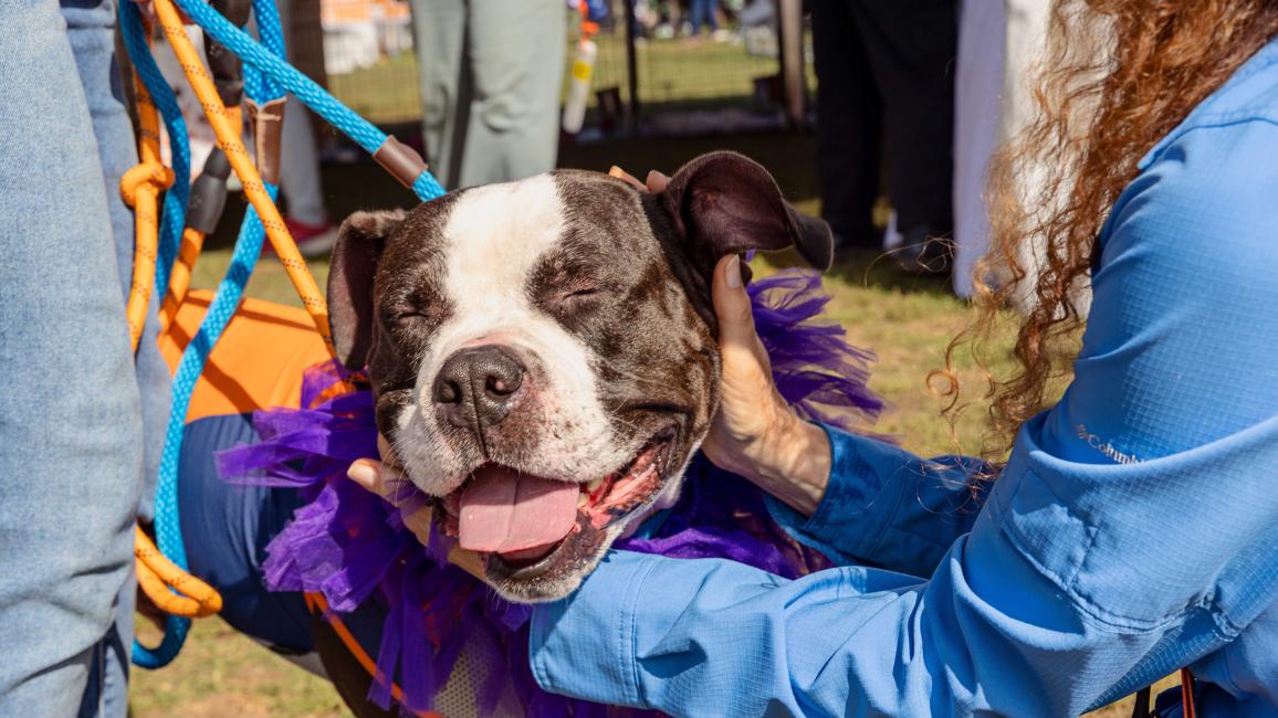 Person petting a black and white dog who has his eyes closed and mouth open in a smile