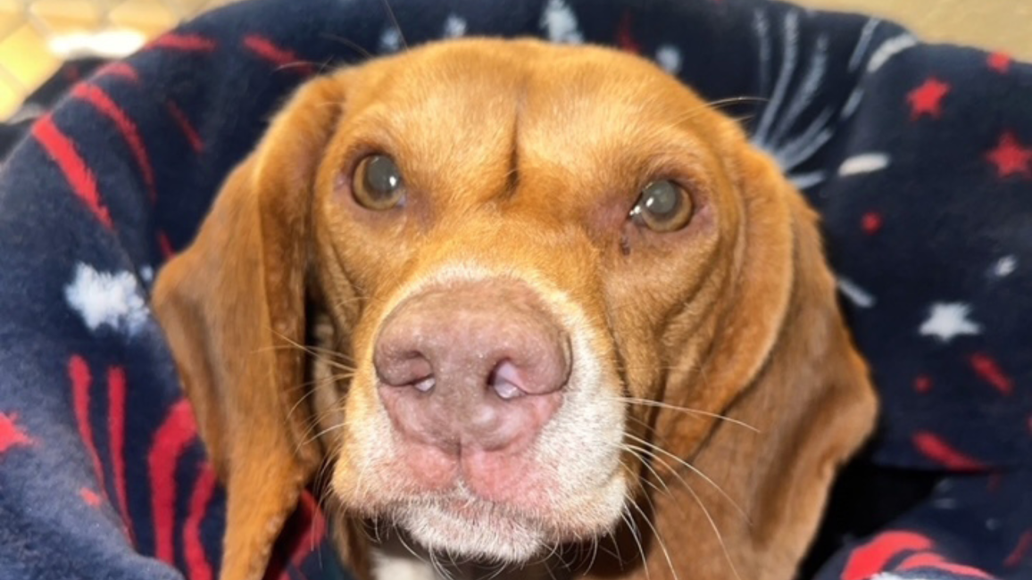 Lily Bean the beagle in a protective cone