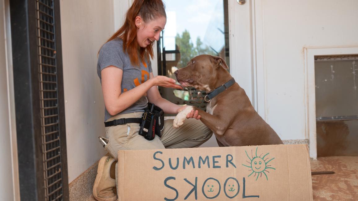 Person shaking hands with a brown dog behind a sign that says, Summer Skool