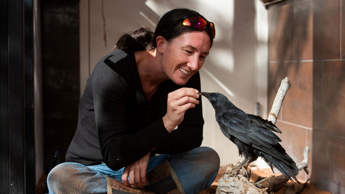 Caregiver sitting on the ground and feeding a small treat to Kazoo the raven