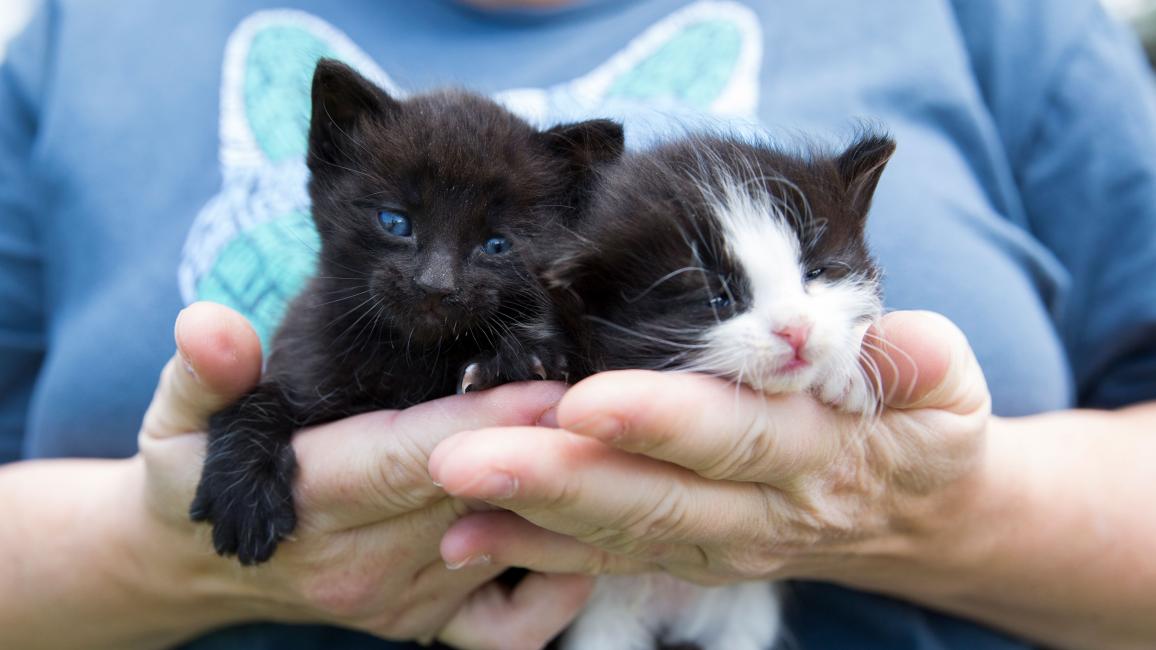 Person holding a pair of kittens in their hands