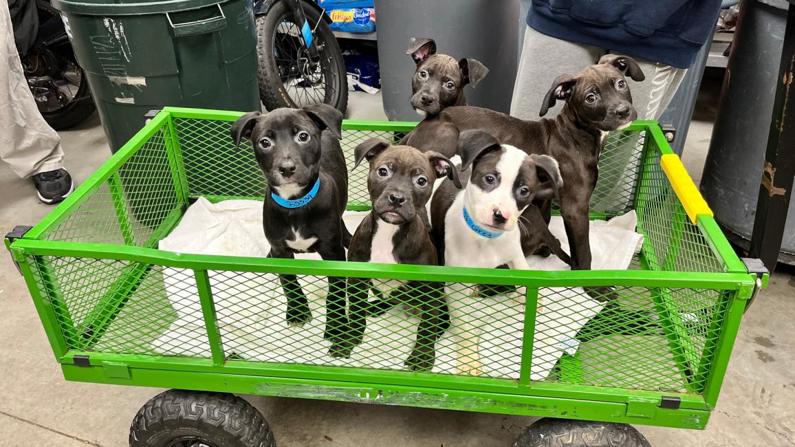 Green cart holding a litter of five black and white puppies