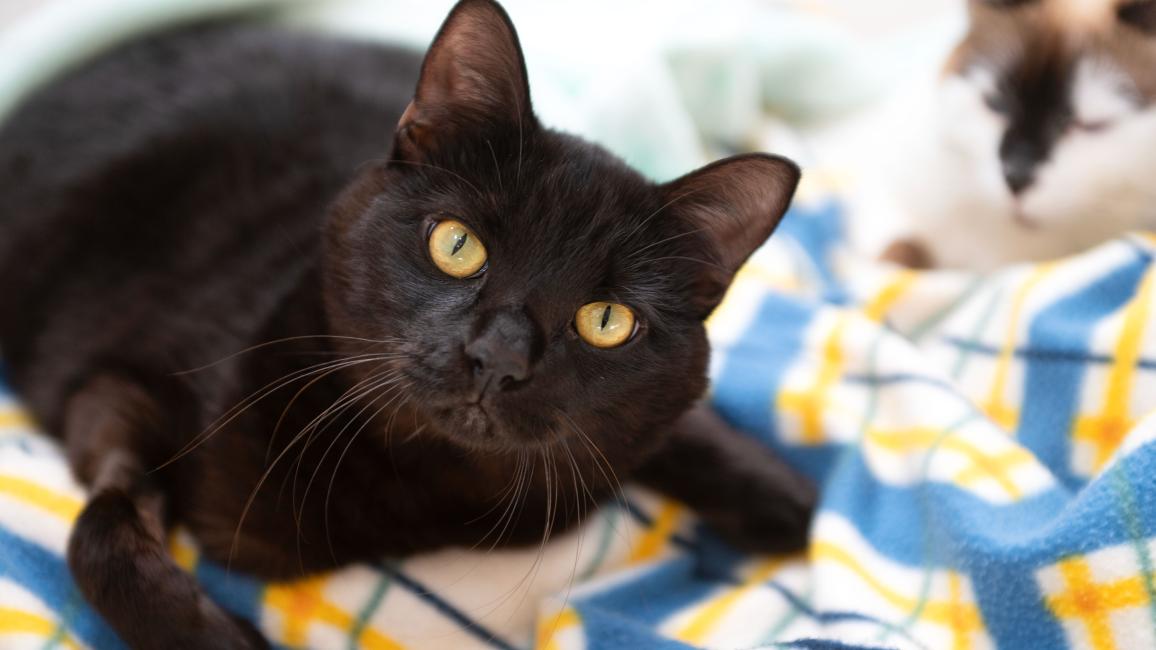 Licorice the cat lying on a blanket