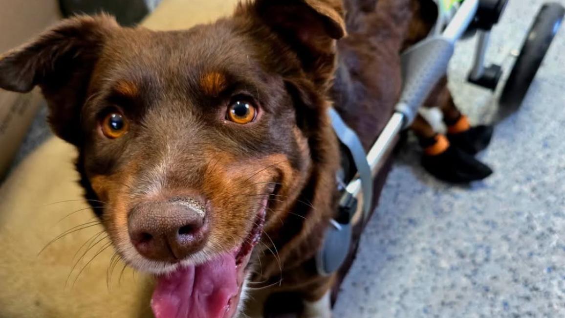Lil Debbie the dog in her wheelchair