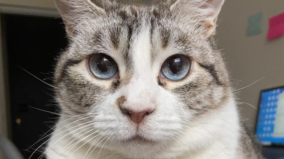 Lilibet the cat lying on the corner of a desk