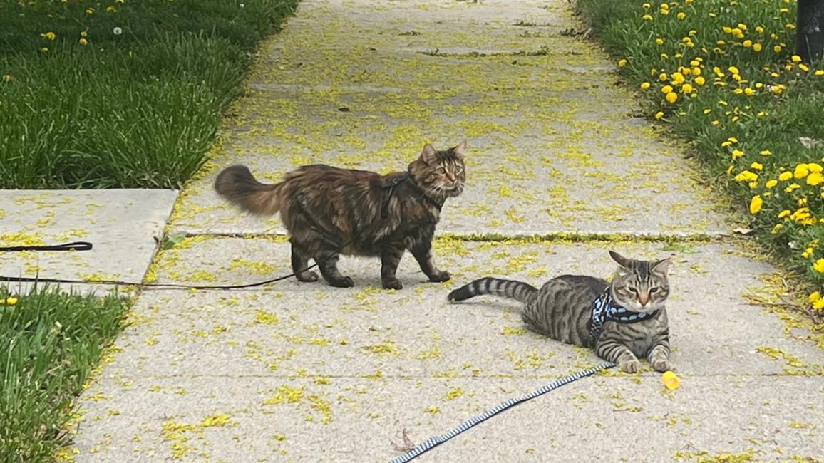 Link and Marble the cats outside on a sidewalk on leashes