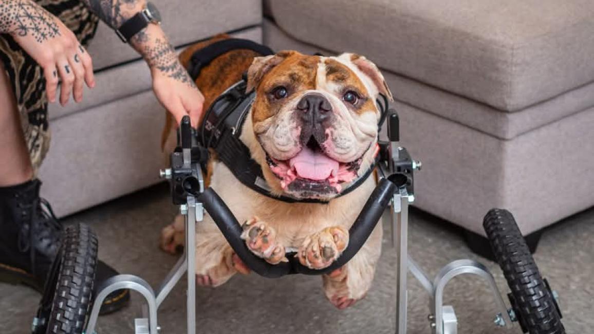 Linus the English bulldog pup in a wheelchair with a person's hand touching him