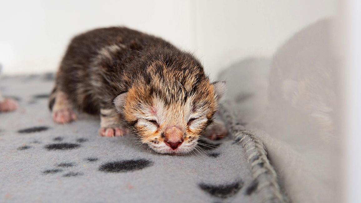 Neonatal kitten whose eyes aren't open yet lying on a fleece blanket