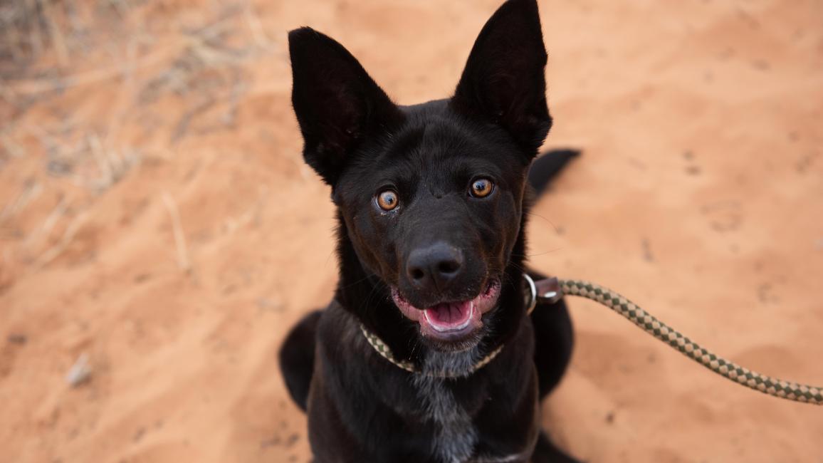 Llorona the black puppy smiling and sitting outside on the sand