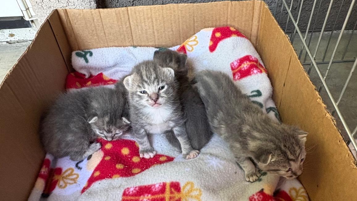 Three gray tabby neonatal kittens on a blanket in a cardboard box