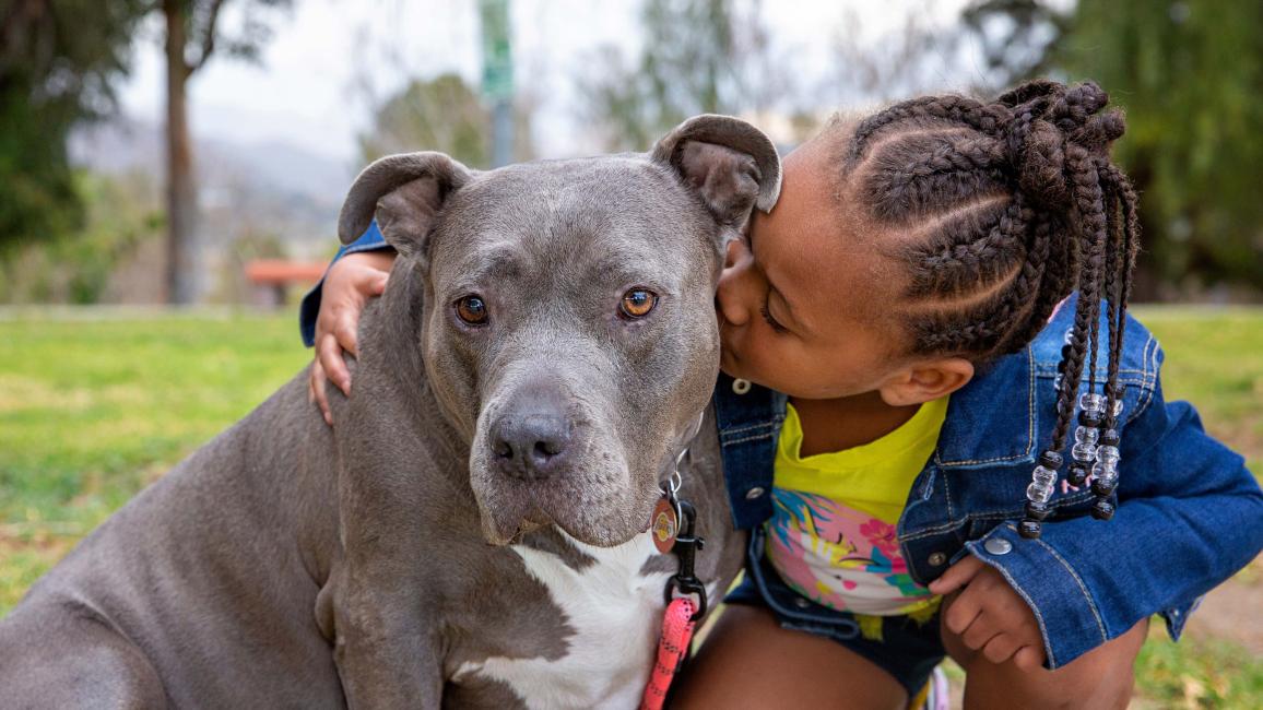 Person kissing the side of the head of a large gray and white dog