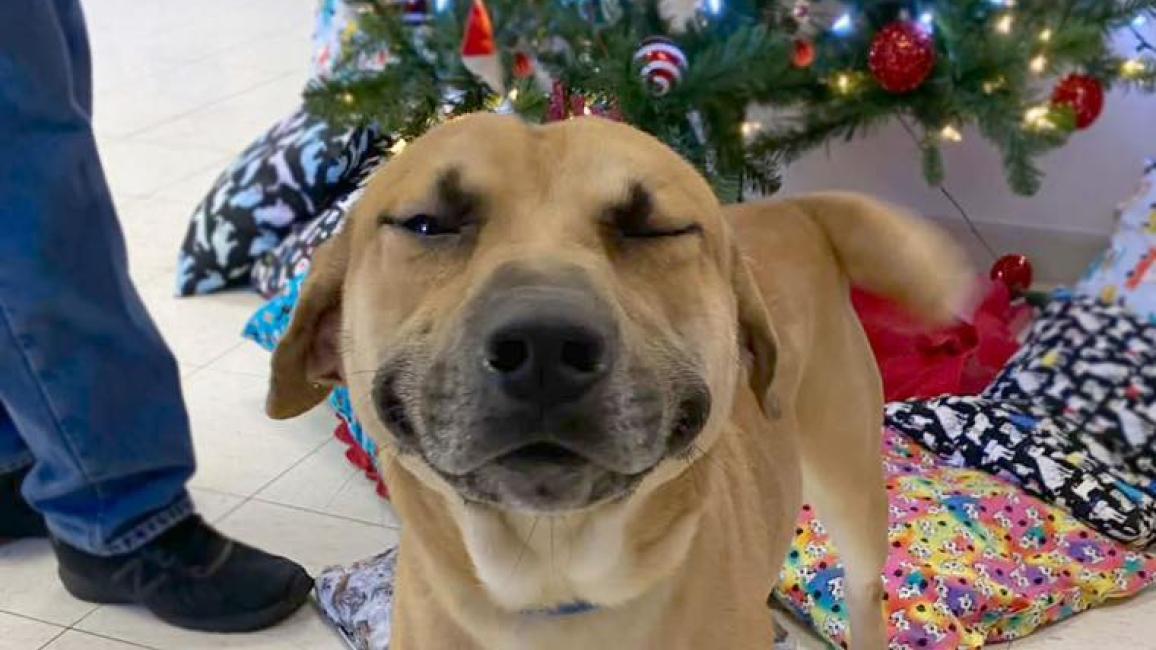 Eugene the dog smiling in front of a Christmas tree
