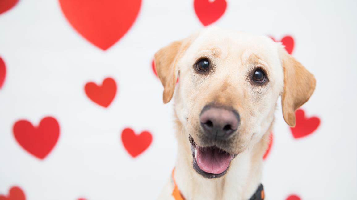 Blue the yellow Lab smiling with red hearts behind him