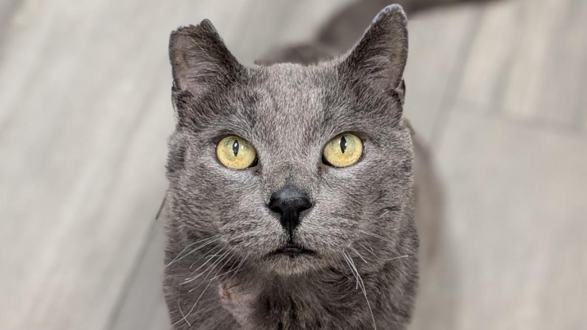 Lucky the cat sitting on a wooden floor