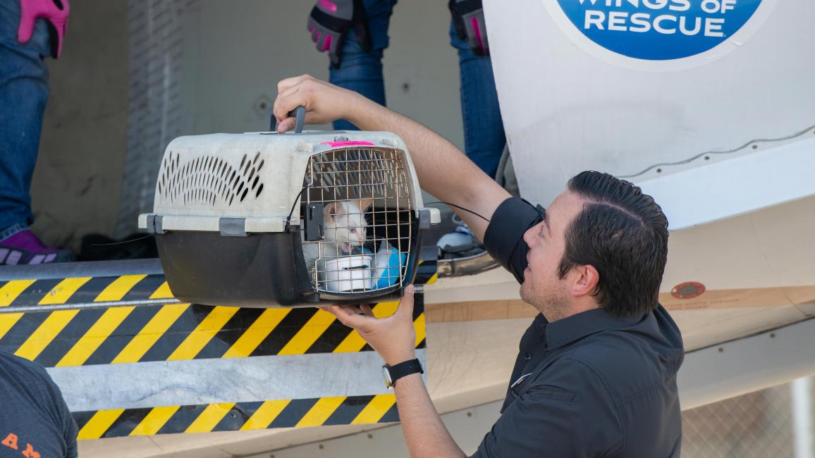 Person unloading Bermuda the cat in a carrier from an airplane