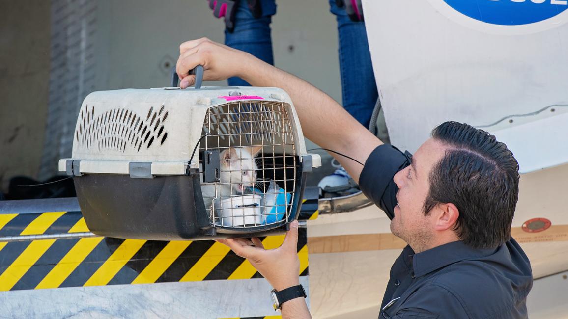 Person grabbing honey the kitten in a carrier from her flight transport from Texas flooding