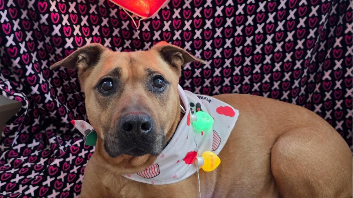 Luz the dog wearing a bandanna and necklace below some Valentine's hearts