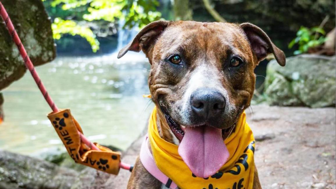 Jinx the smiling with tongue out pit-bull-type dog, outside on a leash by a river and wearing a yellow bandanna
