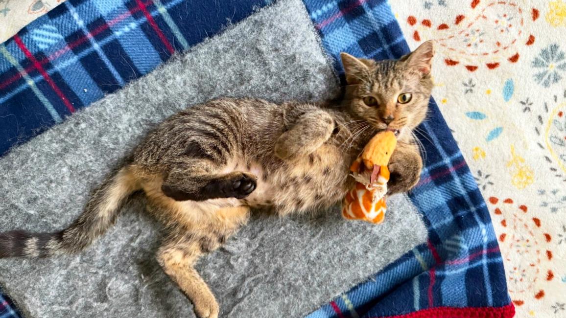 Maddy the cat lying on a blanket playing with a toy