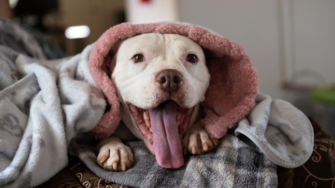 Mai Tai the dog under a blanket with his mouth open smiling with his tongue out