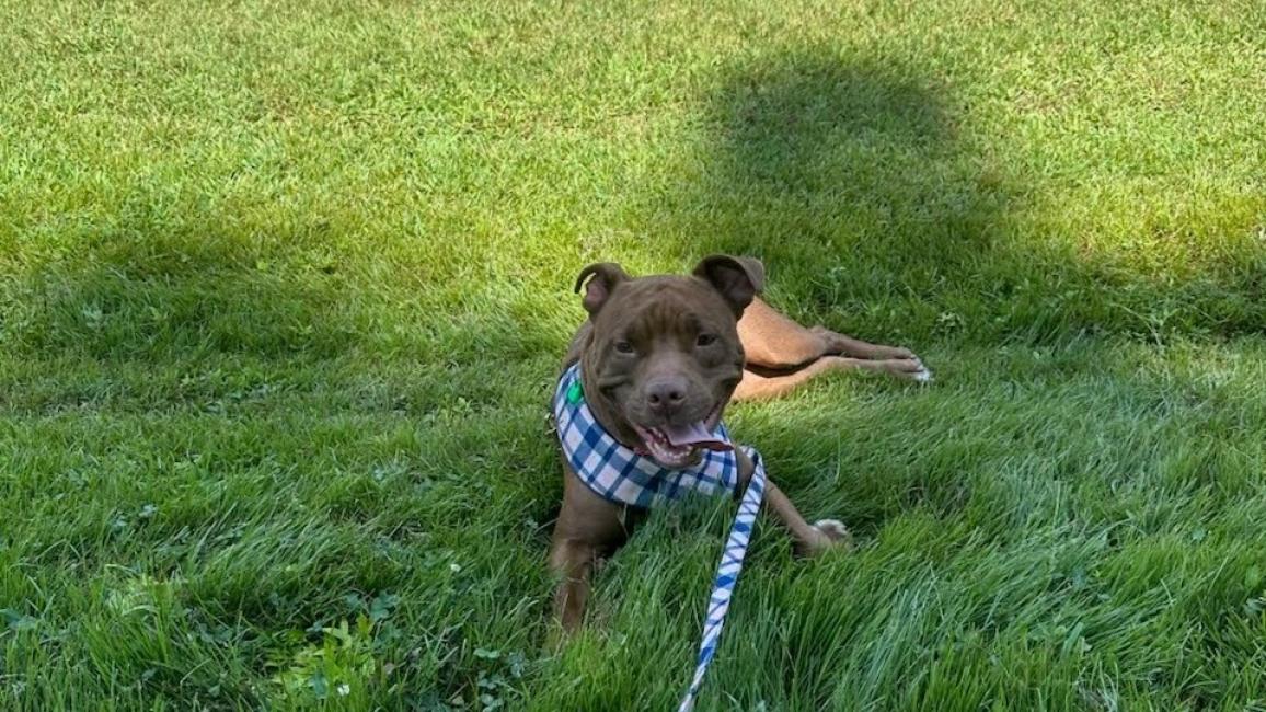 Brown dog on a leash lying in green grass