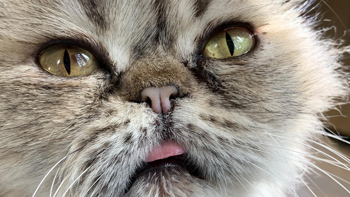 Close-up of the face of Maisie the cat, with tiny bit of tongue sticking out