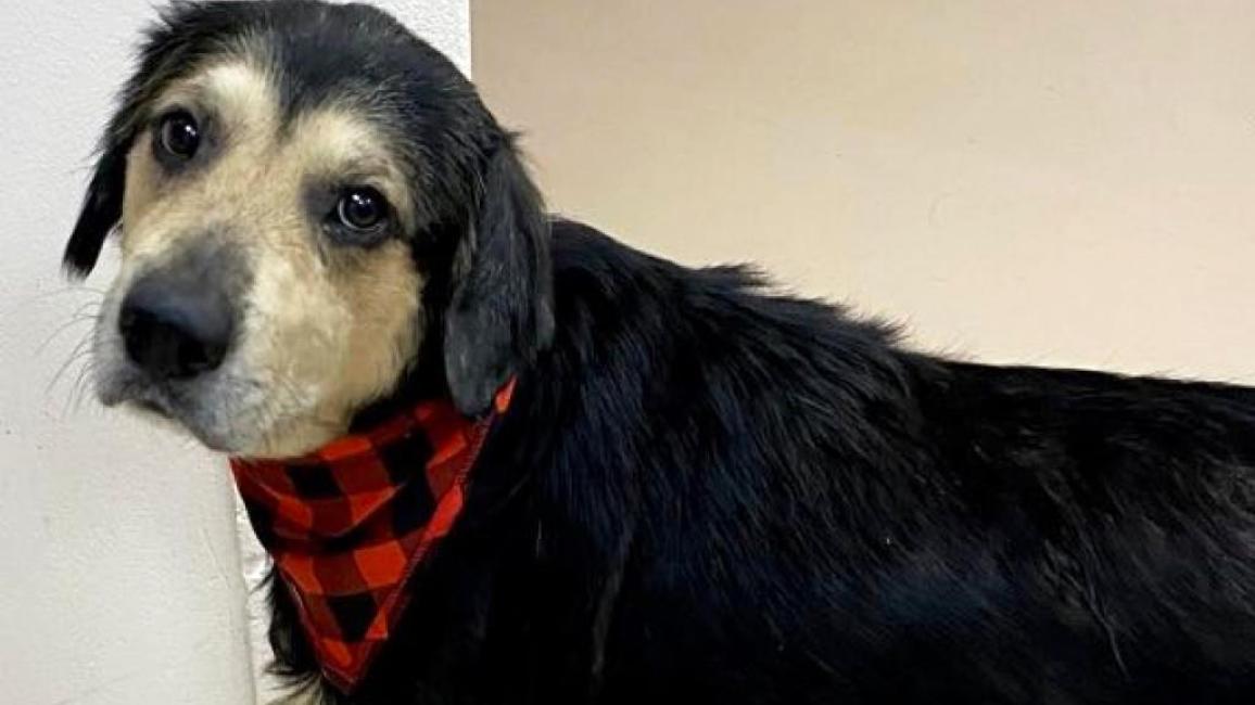 Rein the dog wearing a red and black plaid bandanna