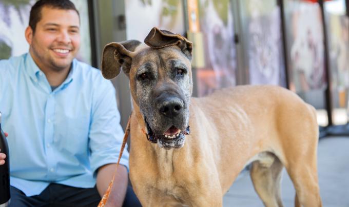 Brown great Dane dog in front of a smiling person