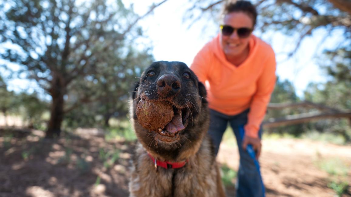 Marge the dog holding a ball in her mouth outside in front of a person