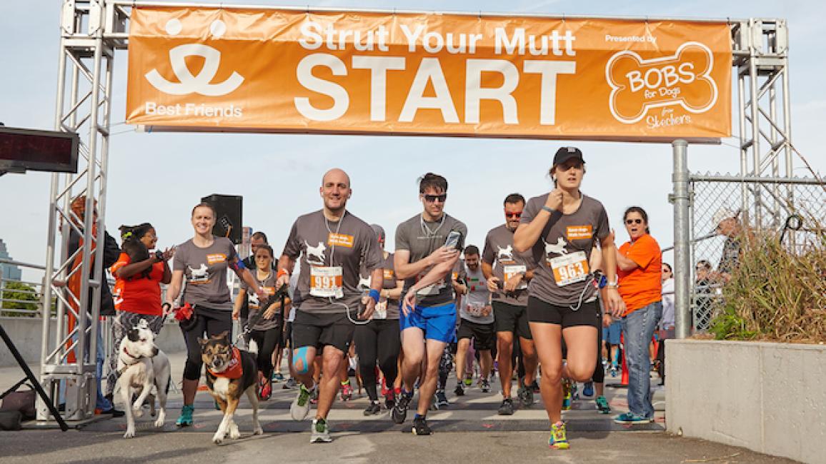 Strut Your Mutt event