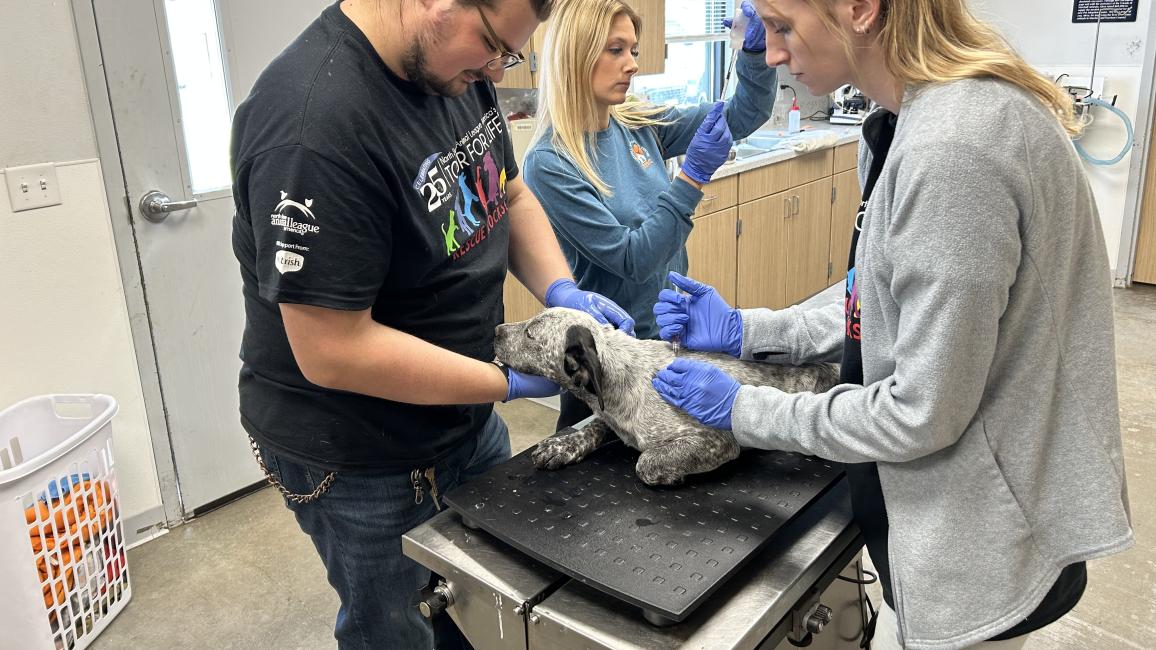 Marshall Pet Adoption Center giving an injection to a puppy