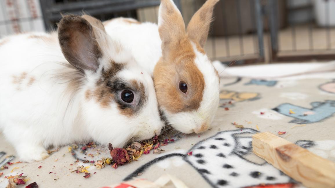 Martin and Jared the rabbits snacking next to each other