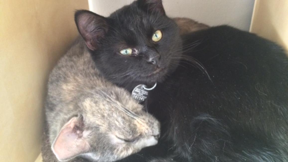 Selenium test image - create