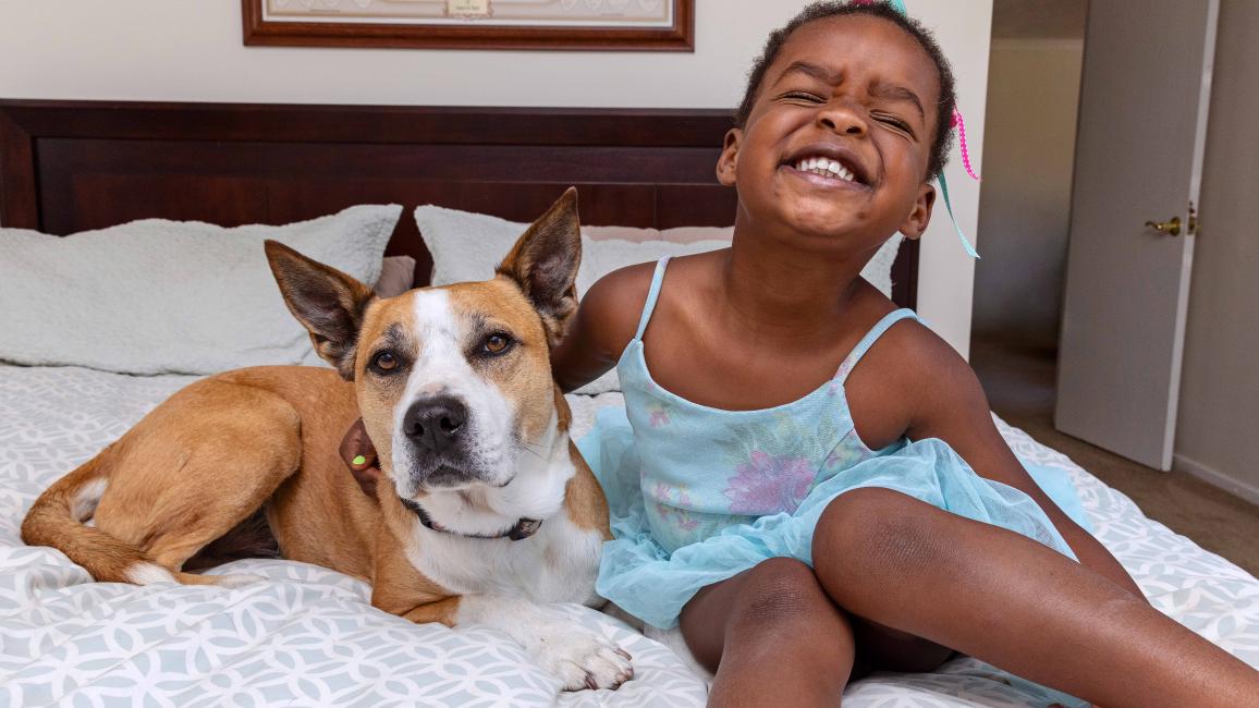 Smiling child on a bed with a brown and white dog